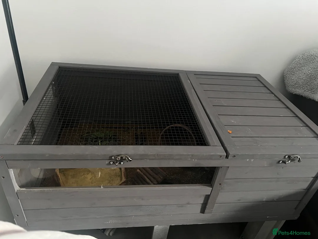 Tortoise reptiles for sale: Horsefield tortoise   in Newcastle - Advert 4