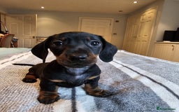 Dachshund dogs for sale: Gorgeous pure bred miniature dachshunds  - Image 5