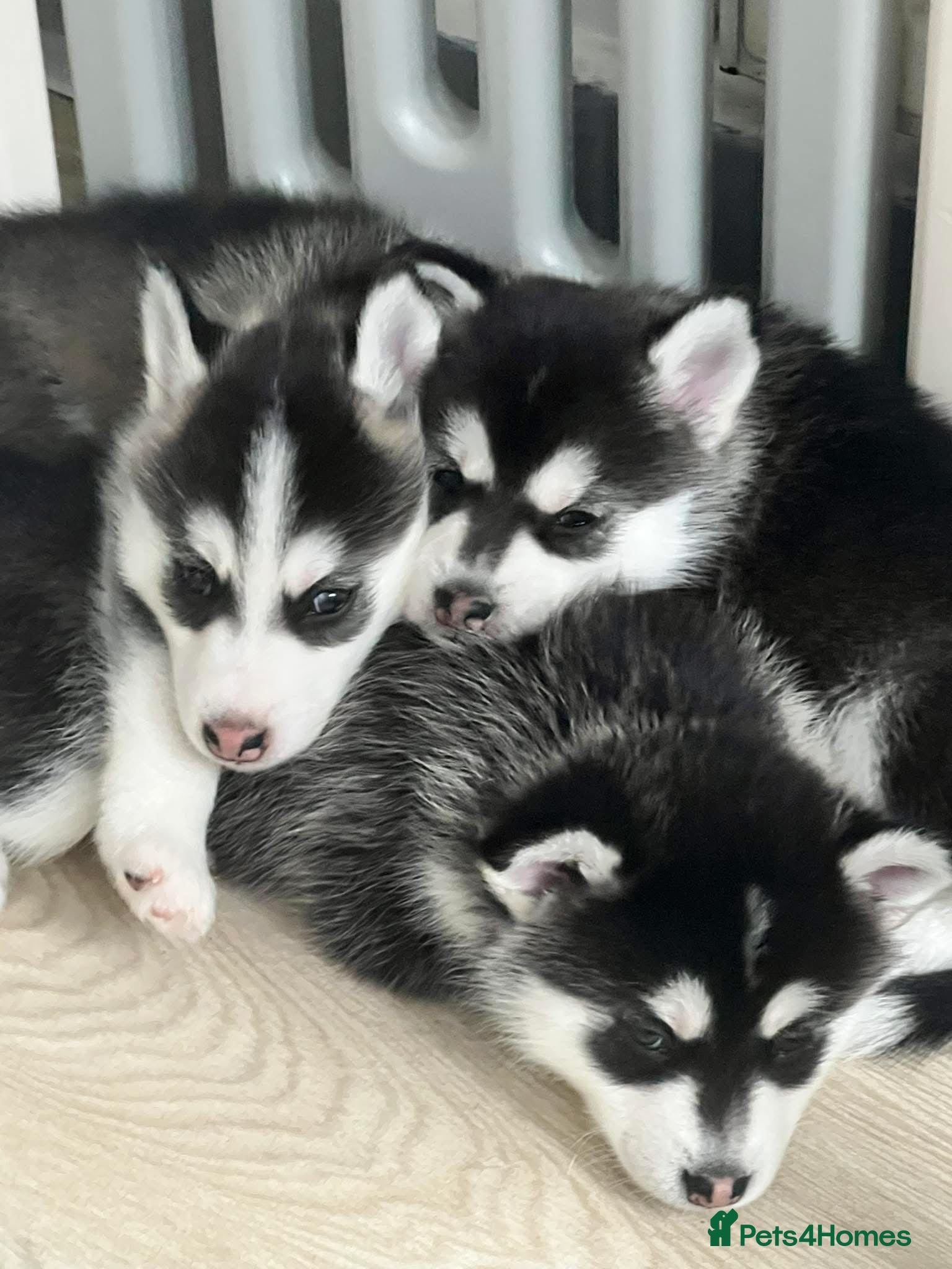 Pomsky dogs for sale: 3 F3 Pomskies Available  - Advert 1