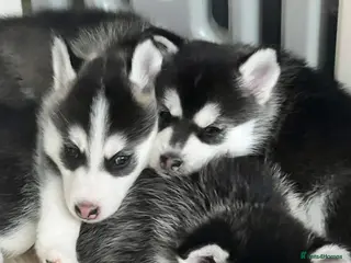 Pomsky dogs 3 F3 Pomskies Available - Advert 16