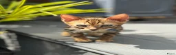 Bengal cats for sale: Top quality pure breed Bengal kittens for sale in Watford - Advert 6