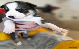 Siberian Husky dogs for sale: Siberian husky pups  - Advert 10