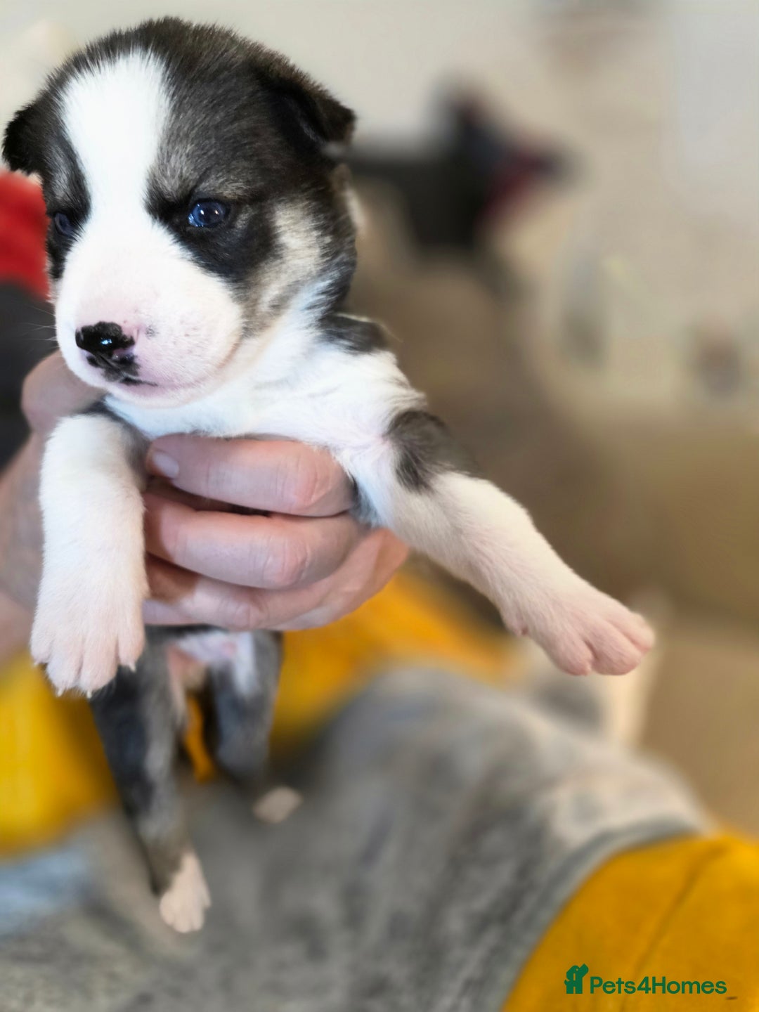 Siberian Husky dogs for sale: Siberian husky pups  - Advert 10