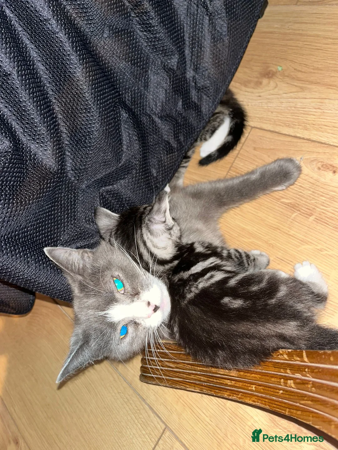 Mixed Breed cats for sale: 4 mix breed kittens in Leeds - Advert 5