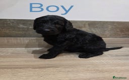 Labradoodle dogs for sale: Gorgeous Labradoodle Babies  - Image 9