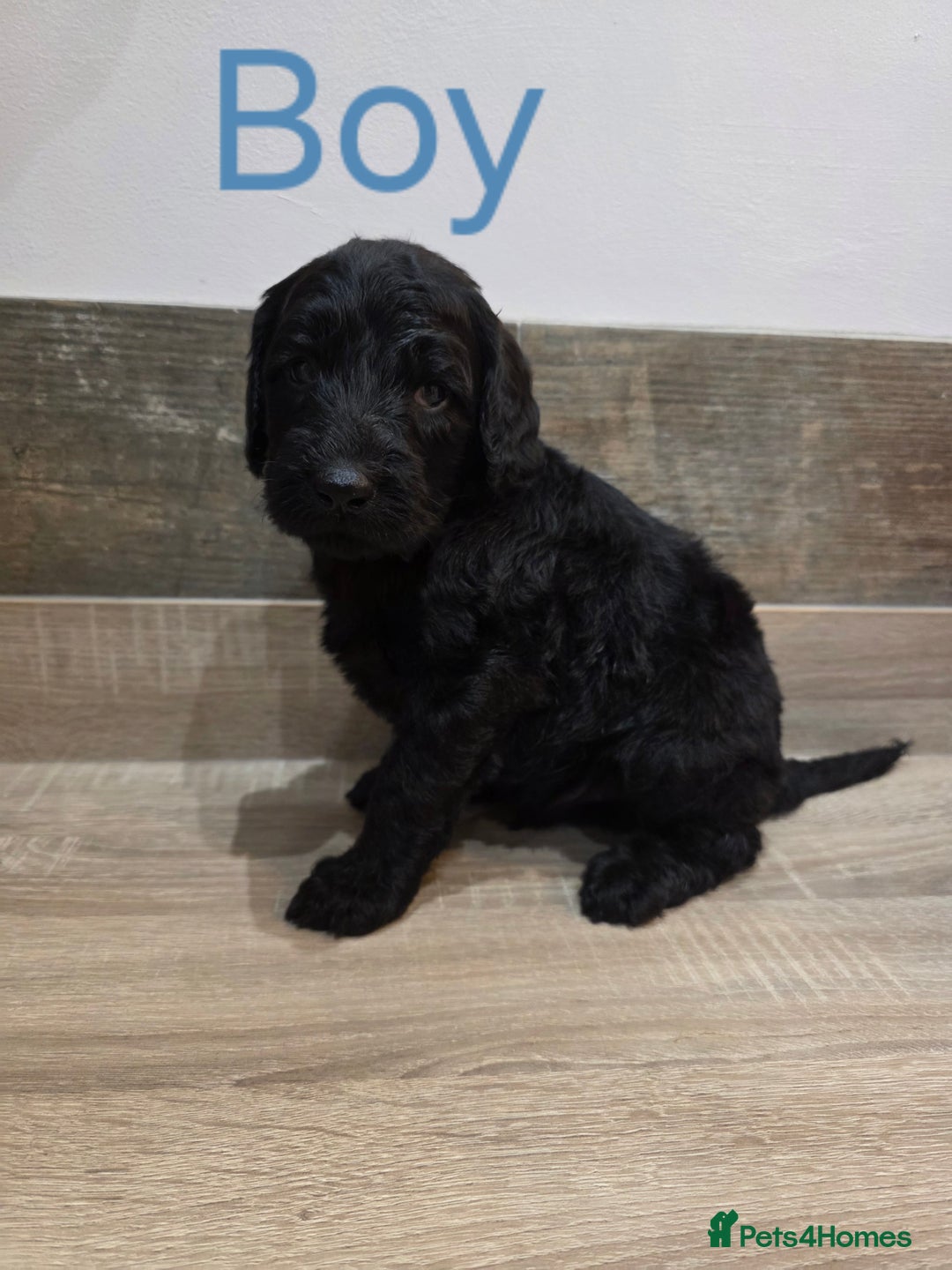 Labradoodle dogs for sale: Gorgeous Labradoodle Babies  - Image 9