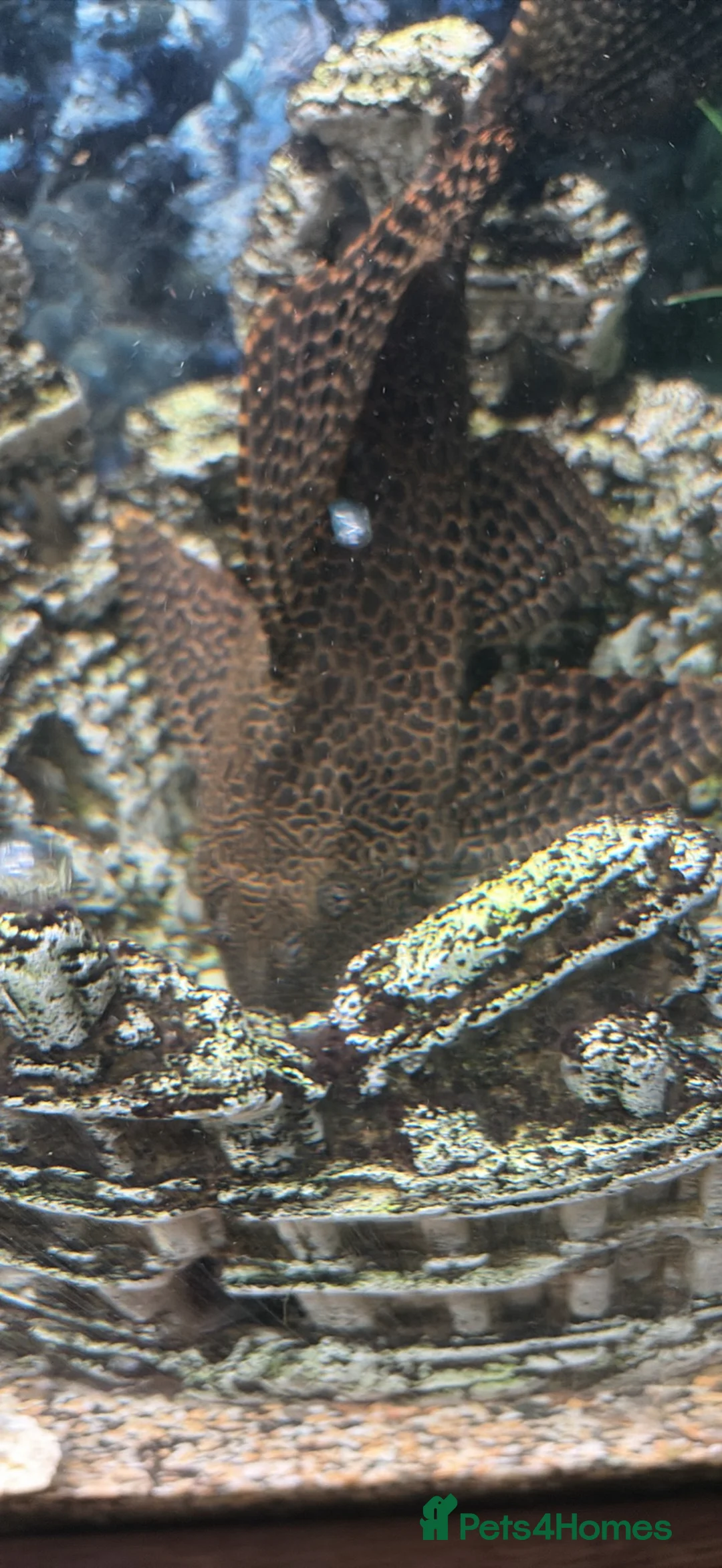 Plecos fish for sale: Plecs for sale x5 - Advert 2