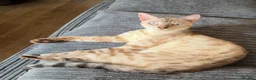 Bengal cats for sale: Beautiful Snow Lynx Bengal in Windsor - Advert 2