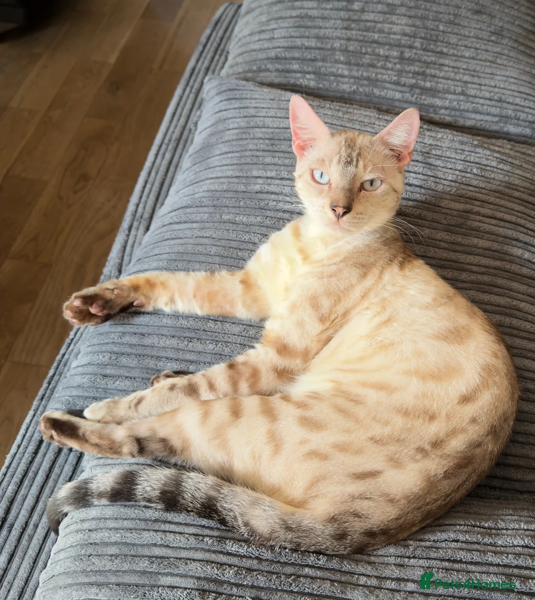 Bengal cats for sale: Beautiful Snow Lynx Bengal in Windsor - Advert 2