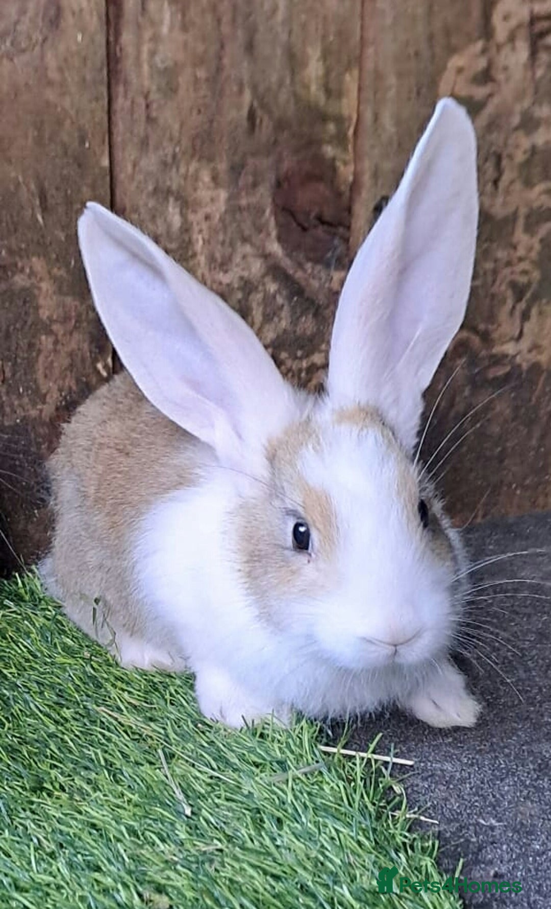 Continental Giant rabbits for sale: Continental Giant Babies  - Vaccinated - RESERVE  - Image 4
