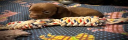 Miniature Dachshund dogs for sale: Stunning full pedigree Miniature Dachshunds  - Advert 9