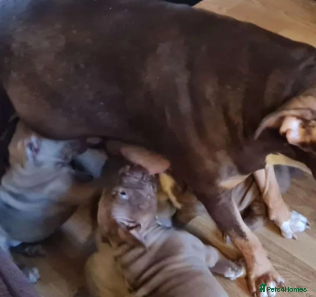American Bully dogs for sale: * POCKET BULLY * - Advert 2