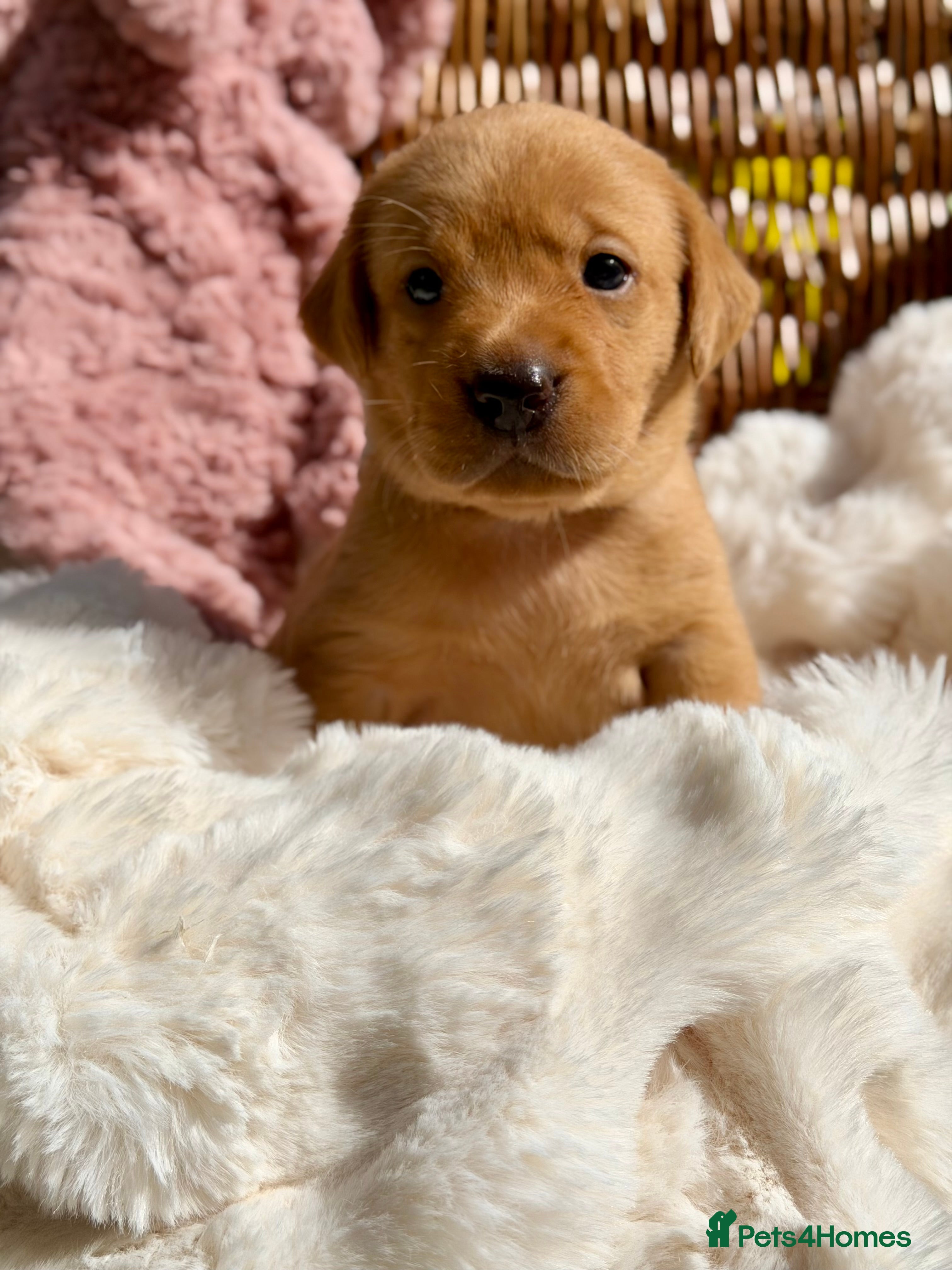 Labrador Retriever dogs Fox Red KC Registered Labrador Puppies🐾 - Advert 2