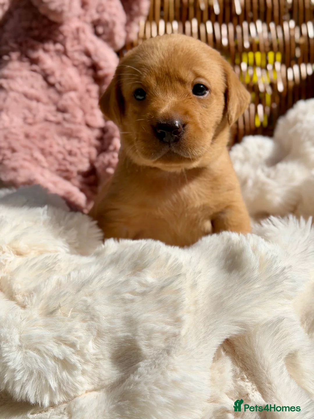 Labrador Retriever dogs for sale: Fox Red KC Registered Labrador Puppies🐾 in London - Advert 2