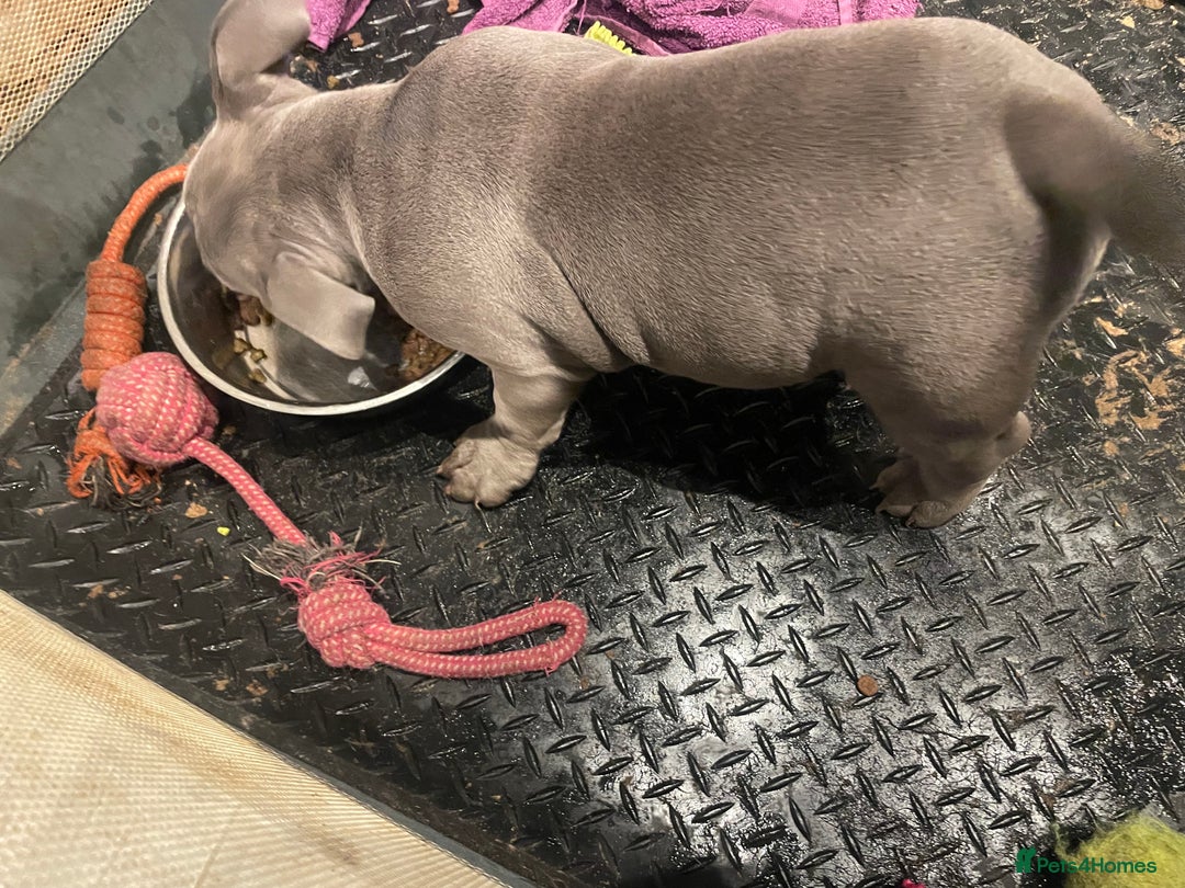 American Bully dogs for sale: pocket bully puppies (top quality) in Frodsham - Image 29