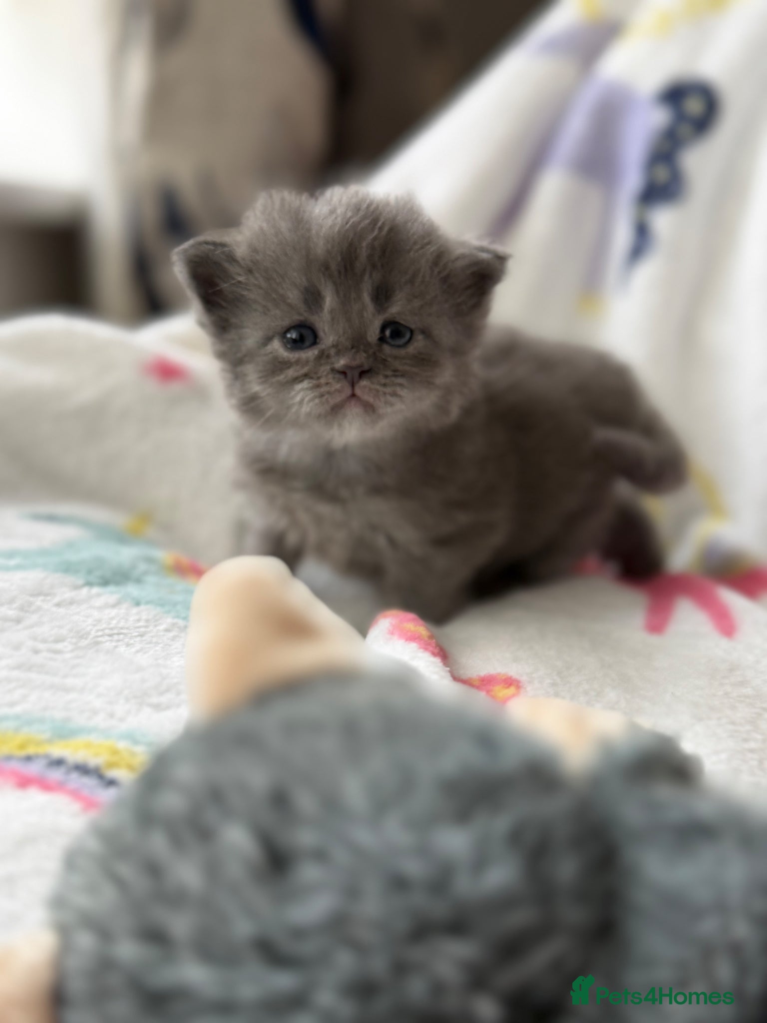 Mixed Breed cats Maine coon cross Scottish fold/pointed blue girl  - Advert 1