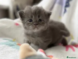 Mixed Breed cats Maine coon cross Scottish fold/pointed blue girl - Advert 1