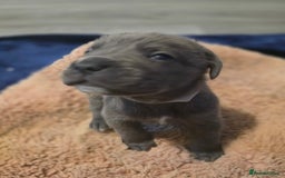 Cane Corso dogs for sale: Baby cane corsa - Image 4