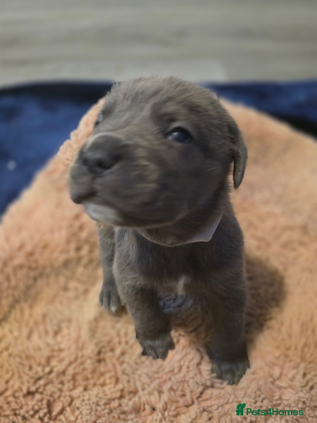 Cane Corso dogs for sale: Baby cane corsa - Image 4