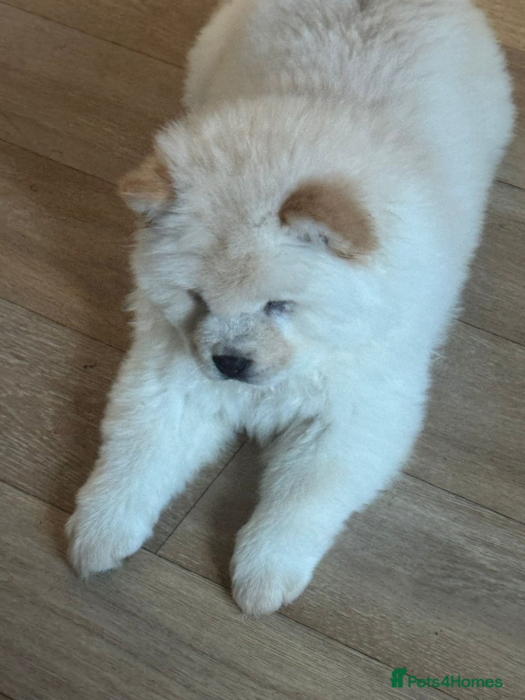 Chow Chow dogs for sale: Miss chow chow mummy  - Advert 3