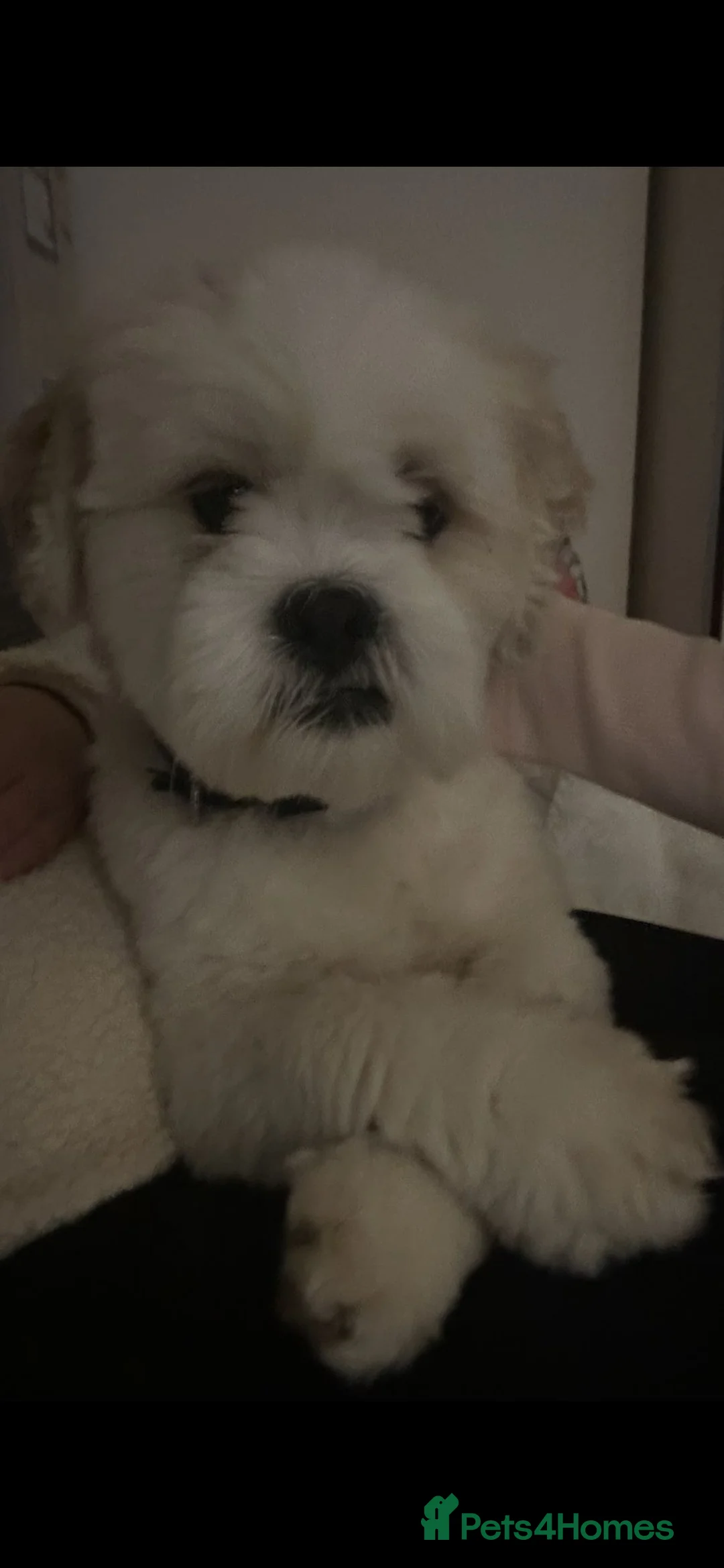 Lhasa Apso dogs for stud: Lhasa Apso Stud  - Advert 5