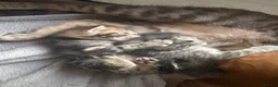 Mixed Breed cats for sale: Kittens looking for new homes. Mix breed  - Advert 11