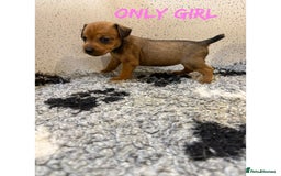 Lakeland Terrier dogs for sale: Lakeland terrier puppies  - Image 11
