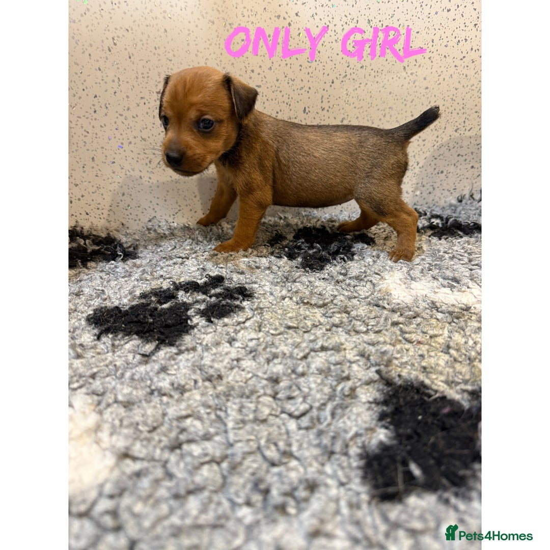 Lakeland Terrier dogs for sale: Lakeland terrier puppies  - Image 11