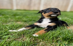 Mixed Breed dogs for sale: 🐾 Collie X Puppies – 10 Weeks Old  - Image 2