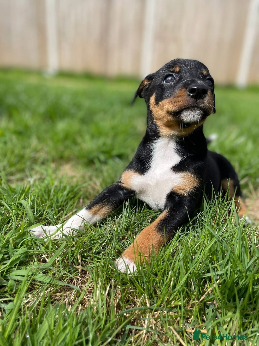 Mixed Breed dogs for sale: 🐾 Collie X Puppies – 10 Weeks Old  - Image 2
