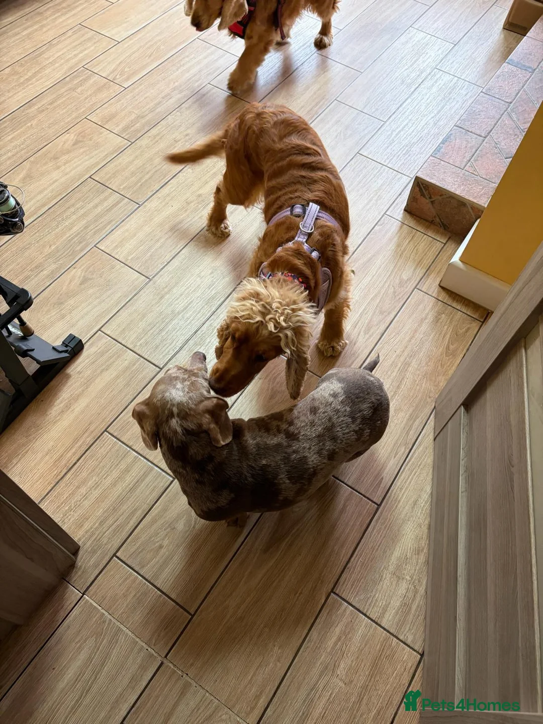 Mixed Breed dogs for adoption: ❤️SAVVY❤️ A HAPPY, AFFECTIONATE SHOW SPANIEL GIRL in Burton-on-Trent - Advert 13