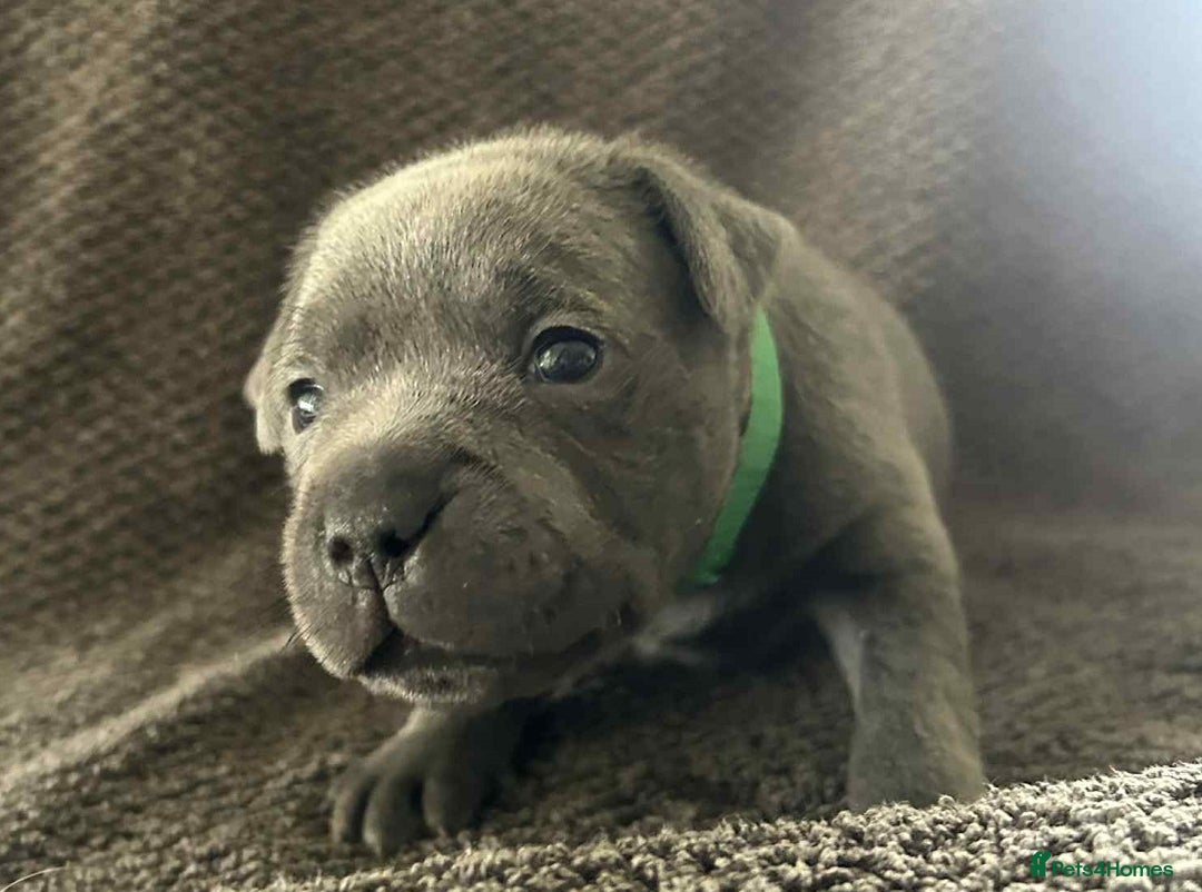 Staffordshire Bull Terrier dogs for sale: Exceptional blue Staffordshire Bull Terrier 🐾💛 - Image 5