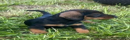Dachshund dogs for sale: Wire haired Teckel puppies for sale  - Advert 3