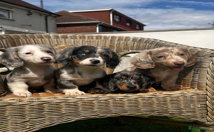 Miniature Dachshund dogs - Advert 1