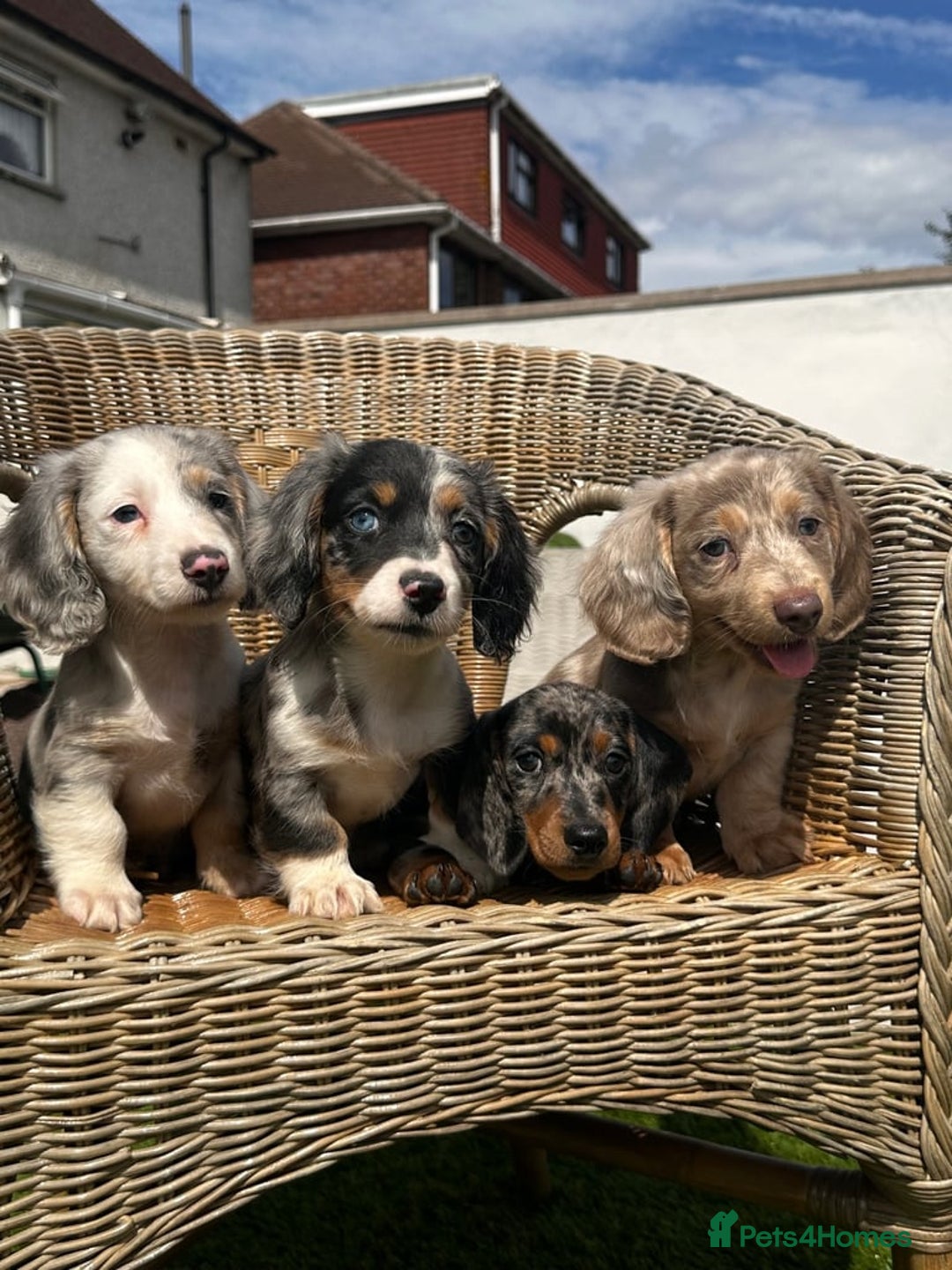 Miniature Dachshund dogs for sale: BEAUTIFUL MINIATURE DACHSHUND PUPPIES - Image 1