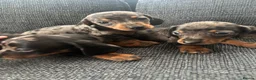 Dachshund dogs for sale: 3 male dachshund puppies  - Advert 3
