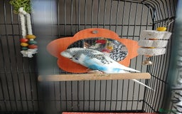 Budgerigars birds for sale: English exhibition budgie for sale - Image 5