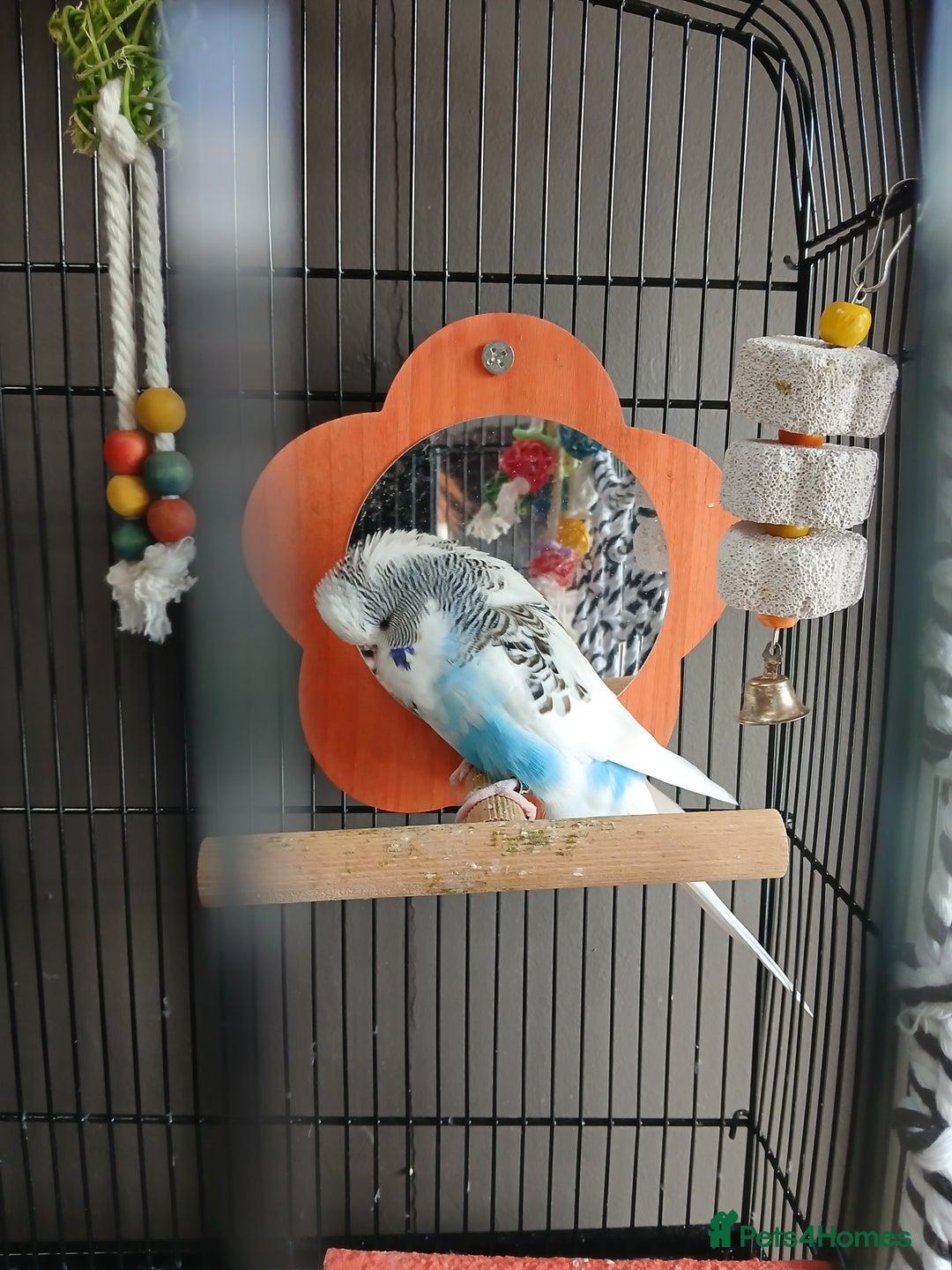 Budgerigars birds for sale: English exhibition budgie for sale - Image 5