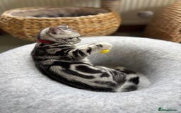 British Shorthair cats for sale: ❤️❤️ GORGEOUS SILVER TABBY BSH GCCF ❤️❤️ - Image 12