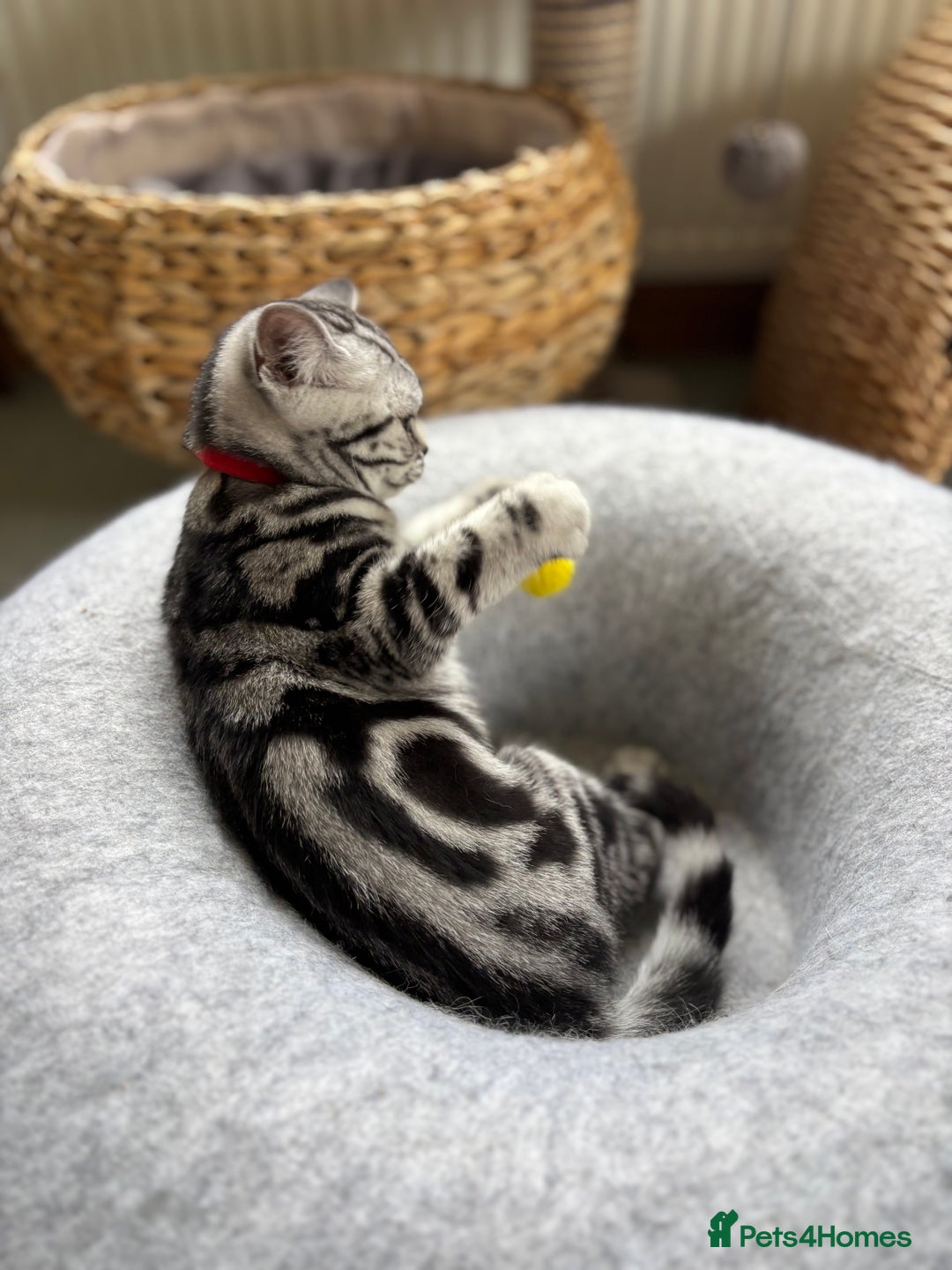 British Shorthair cats for sale: ❤️❤️ GORGEOUS SILVER TABBY BSH GCCF ❤️❤️ - Image 12