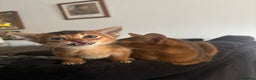 Abyssinian cats for sale: Beautiful Ruddy Abyssinian Kitten - Advert 6