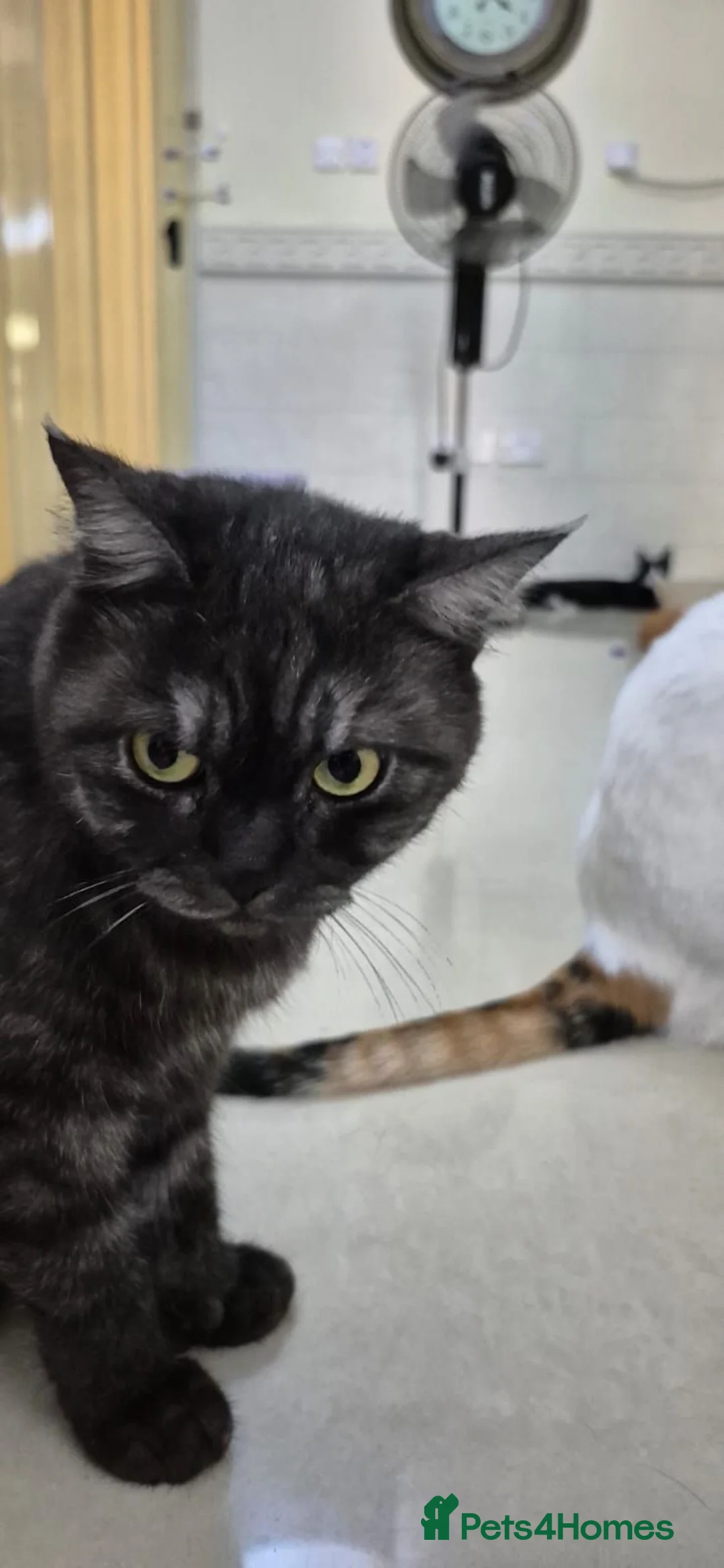 Mixed Breed cats for adoption: Galaxy - Advert 2