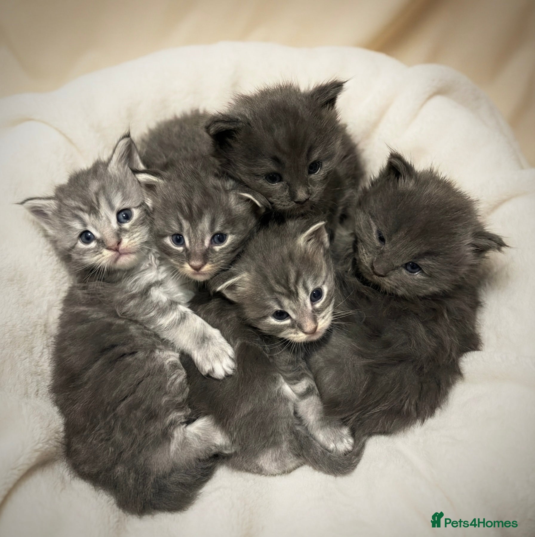 Maine Coon cats Stunning Maine Coon Kittens for sale - Advert 4