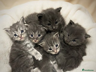 Maine Coon cats Stunning Maine Coon Kittens for sale - Advert 1