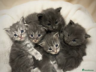 Maine Coon cats Stunning Maine Coon Kittens for sale - Advert 14