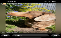 Miniature Dachshund dogs for sale: Handsome Isabella & tan male  - Image 4