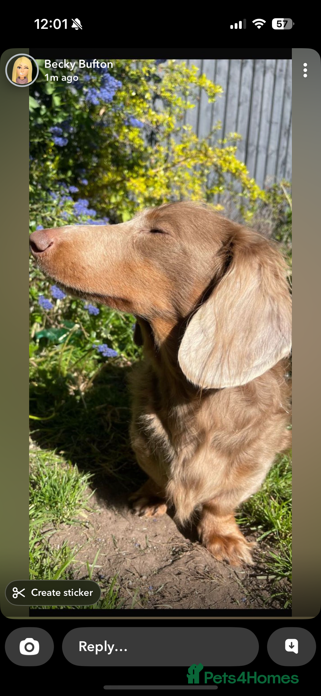 Miniature Dachshund dogs for sale: Handsome Isabella & tan male  - Image 4
