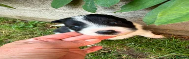 Border Collie 1 