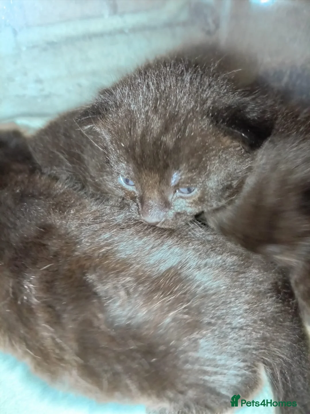 Mixed Breed cats for sale: 3 mixed breed kittens for sale - Advert 7