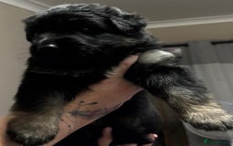German Shepherd dogs for sale: Long haired Black and Tan German shepherd puppies  - Image 3